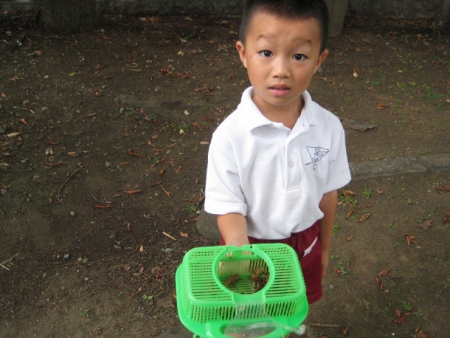 すぎのこ便り こいのぼりあがりました 杉之子幼稚園 すぎのこようちえん 横浜市西区
